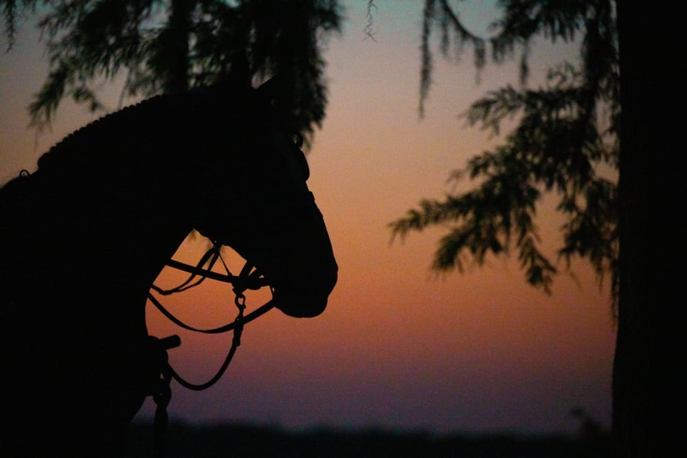 Disney World Resort: Cabins Horseback Riding