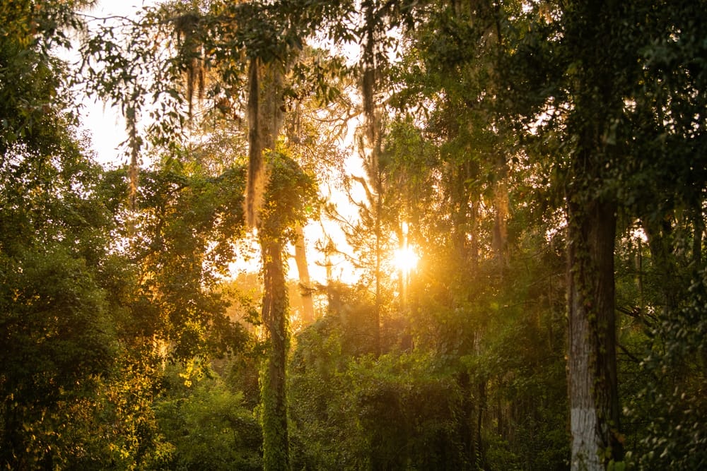 Disney World Resort: Fort Wilderness Campgrounds Forest